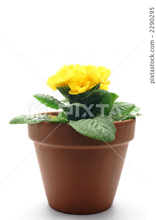 Yellow flowers and flower pots 2290295