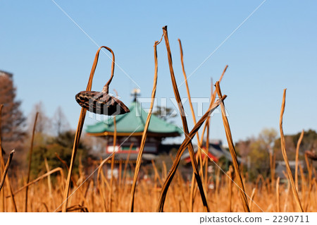 Lotus pond lotus fruits and bento Lotus pond lotus fruits and bento 2290711