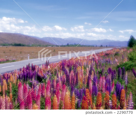 羽扇豆花 羽扇豆花 2290770