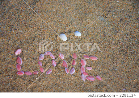 nitidotellina nitidula, sea-shell, shell 2291124