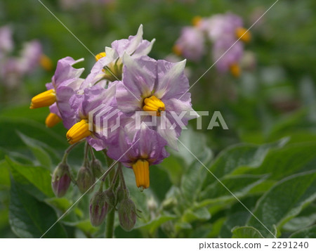 Potato · Beniakari Flower 2291240