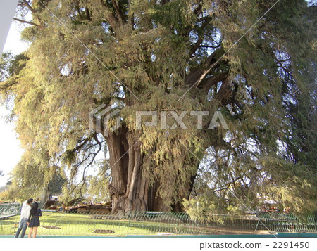 2000年在墨西哥的樹 2291450