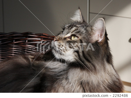 Maine Coon, cat, animal 2292486