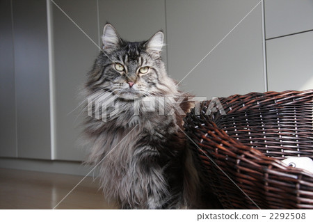 Maine Coon, cat, animal 2292508