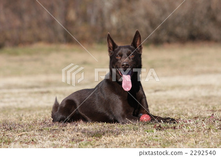 prick up, animal, animals 2292540