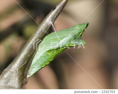 Pupa of the swallowtail 2292703