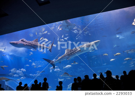 Churaumi Aquarium 2293033