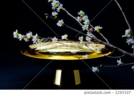 初粉 提早開花 金色 2293187