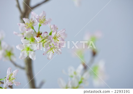 東海櫻桃 価格 櫻花 2293191