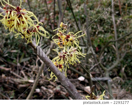 金縷梅花 金縷梅花 2293277