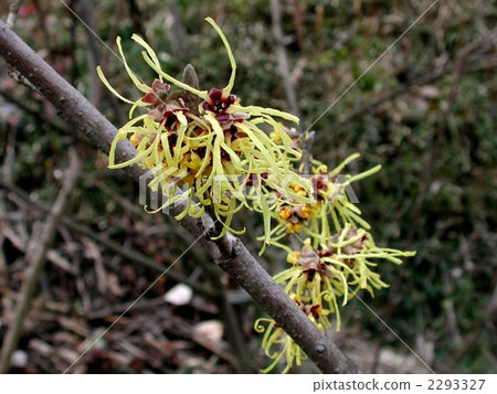 金縷梅花 金縷梅花 2293327