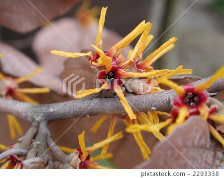 Cinnaman Sak花 Cinnaman Sak花 2293338