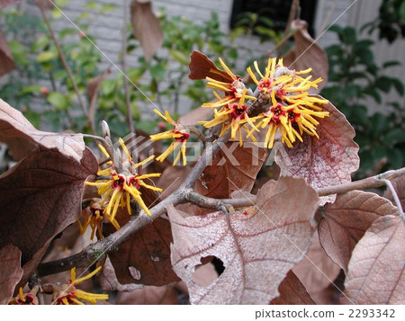 Cinnaman Sak花 Cinnaman Sak花 2293342