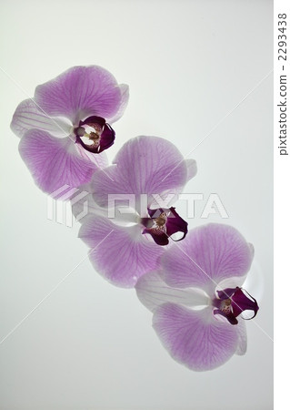semiaruba, phalaenopsis, phalaenopsis aphrodite 2293438