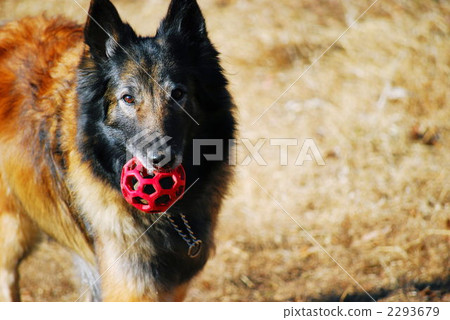 shepherd, playing catch, belgian shepherd dog turbulizer len 2293679