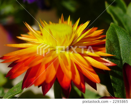 Heliclisum花 2293865