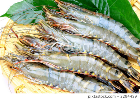 Shrimp 2294459