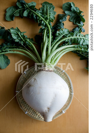 Sakurajima radish Sakurajima radish 2294680