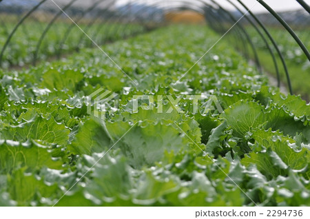 生菜 2294736