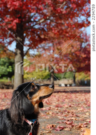  迷你臘腸犬 2294789