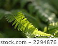Fern leaves of sunlight 2294876
