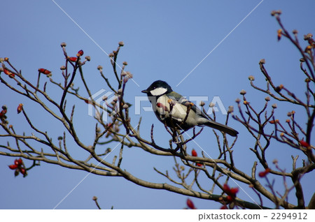 Four-eyed meal 2294912