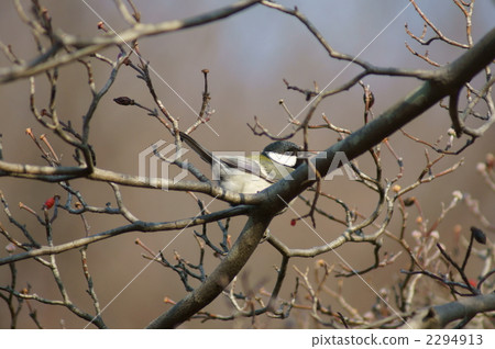 Four-eyed meal 2294913