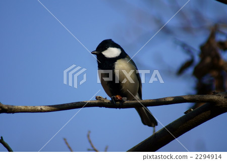 Four-eyed meal 2294914