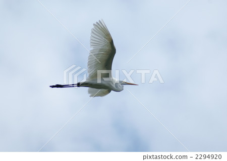 Oginu flapping to the sky Oginu flapping to the sky 2294920