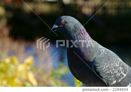 Sunbust, Kawarabato-kun Sunbust, Kawarabato-kun 2294934