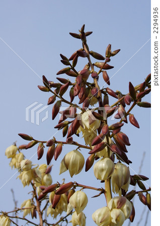 Yokka-Aiba Kimegashiro Orchid 2294936