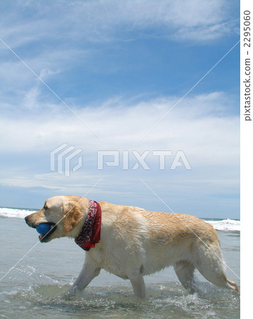 球在海灘玩〜拉布拉多獵犬〜 球在海灘玩〜拉布拉多獵犬〜 2295060