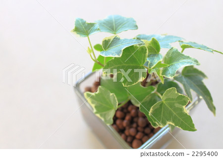 Houseplant Ivy 2295400