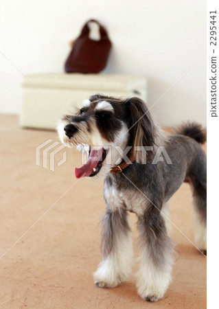 迷你雪納瑞 毛孩 動物 2295441