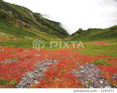 Autumn leaves of Urashima Azalea Autumn leaves of Urashima Azalea 2295871
