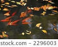 落葉和金魚-1 2296003