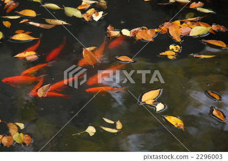 落葉和金魚-1 落葉和金魚-1 2296003