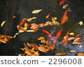 落葉和金魚-2 2296008