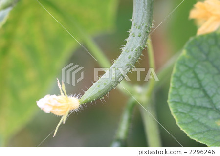cucumber  2296246