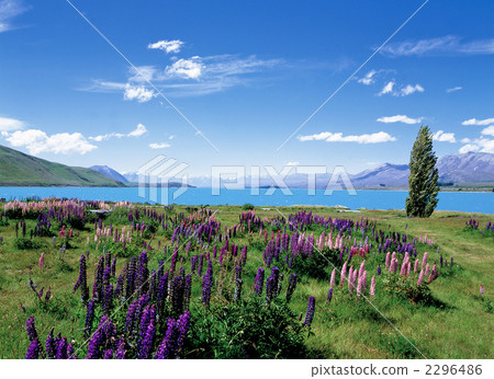 Lupine's blossoming Lake Tekapo 2296486