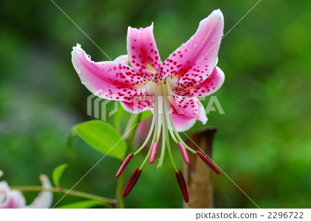 Kagami Yuri Kagami Yuri 2296722