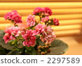 窗花 2297589