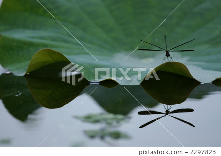 Lotus leaves and dragonfly watercolor Lotus leaves and dragonfly watercolor 2297823