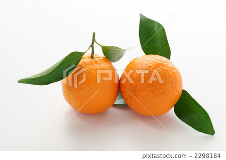 成熟的Ponkan（側身） 2298184