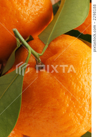 成熟的Ponkan 2298188