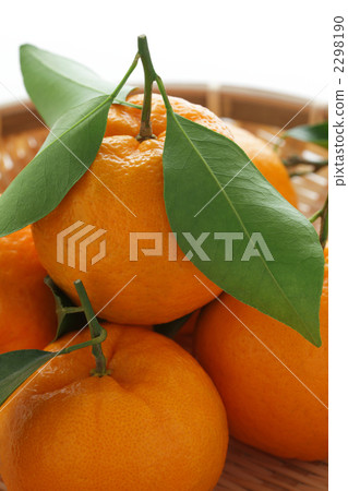 成熟的Ponkan 2298190