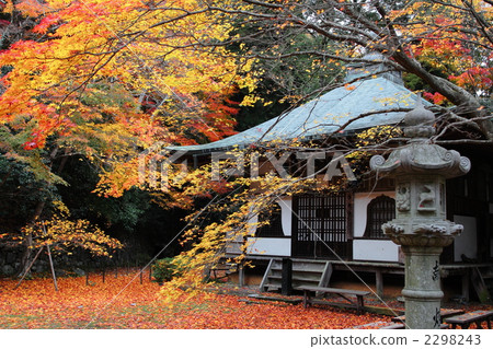 Kanzoji in late autumn Kanzoji in late autumn 2298243
