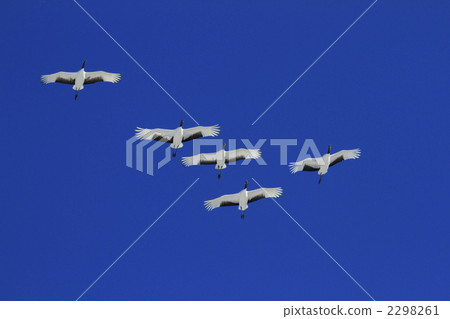 Crane crane 2298261