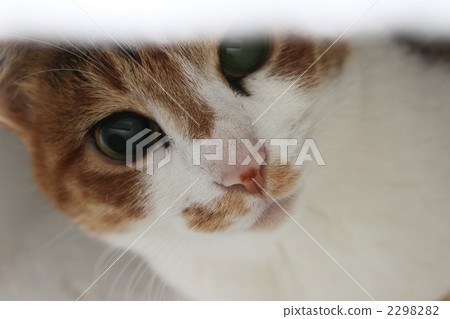 Powered cat 2298282