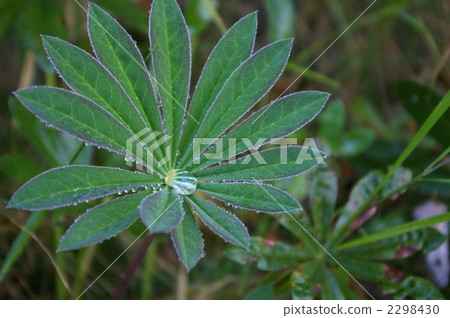 Morning dew Morning dew 2298430